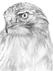 pencil drawing of birds of prey