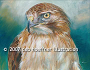 bird of prey red-tailed hawk in watercolor and pastel