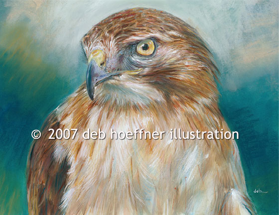 illustrator for red-tailed hawk, birds of prey, eagles and falcons, raptor