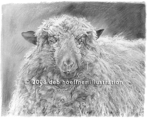 sheep illustration by talented illustrator and artist