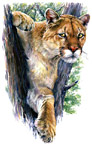 Mountain Lion stock image