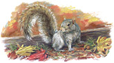 need squirrel stock image