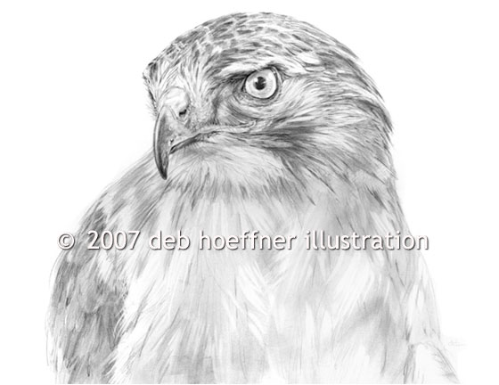 pencil graphite drawing of red-tailed hawk, birds of prey, eagles and falcons, raptor