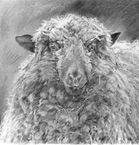 Sheep illustration for