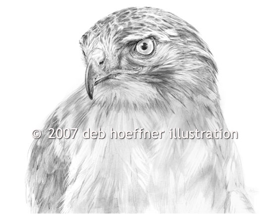 illustrations of red-tailed hawk, birds of prey, eagles and falcons, raptor