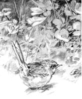 Click for Drawing Samples