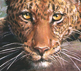 Click for Realistic Animal Wildlife Sample Art Illustrations