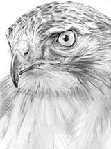 Click for Black and White Drawing Samples