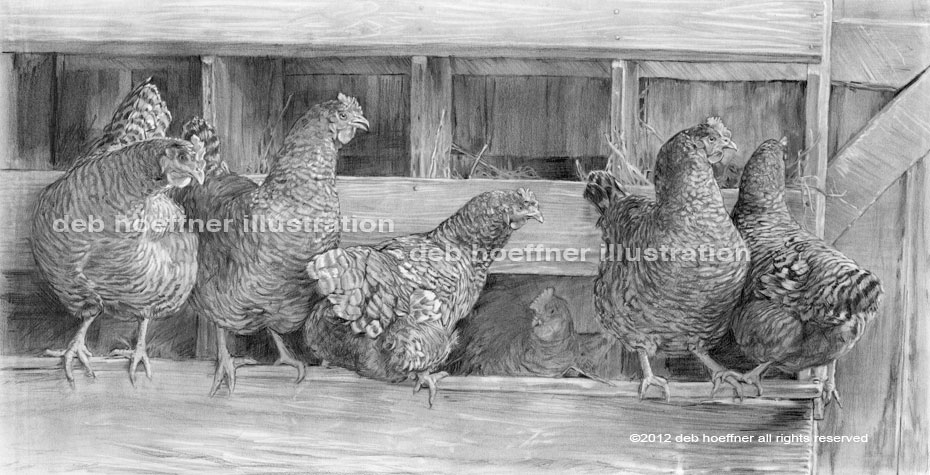 barred plymouth rock chickens at the Howell Living History Farm