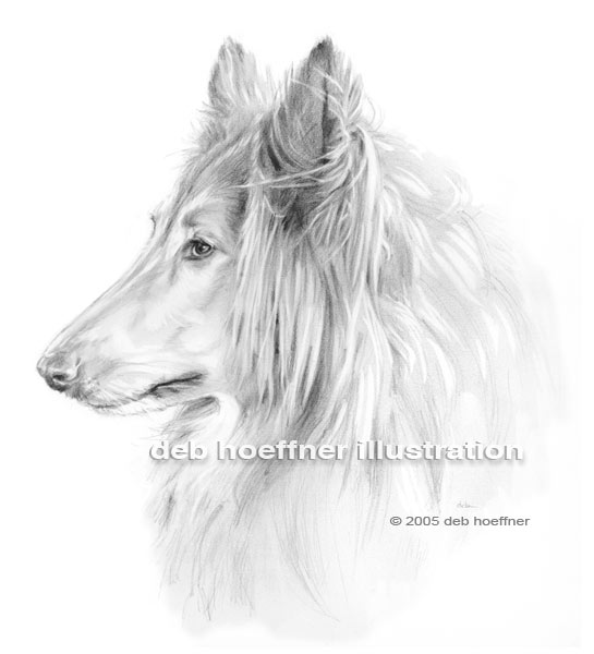 Portrait collie drawing of rough collie