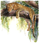 i need to commission a new painting of a Leopard