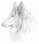 packaging artist for a dog food package drawing