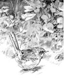 Click for Black & White Drawing Samples