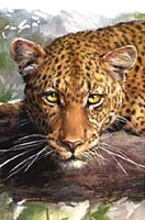 Click for Wildlife Samples