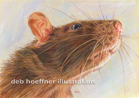 New York Times editorial article rat illustration for science section