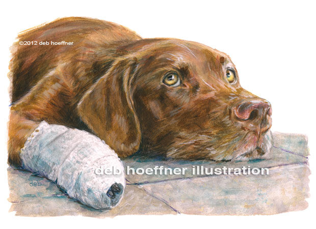 chocolate lab with bandage from Forever Home children's book