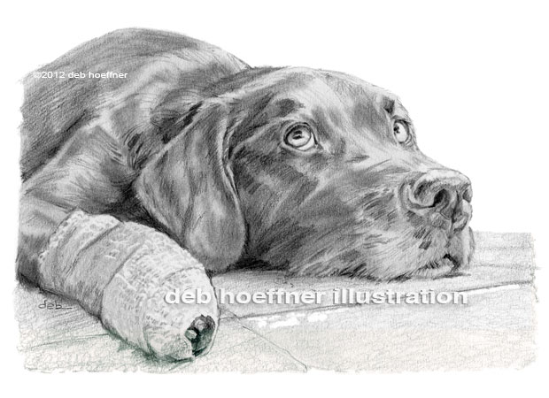 dog with bandaged paw drawingi