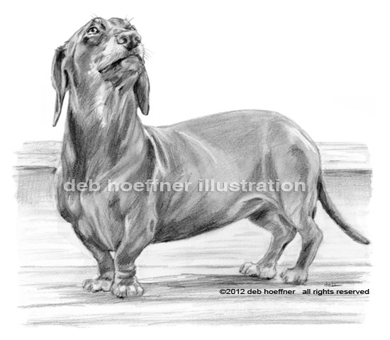 dachshund drawings