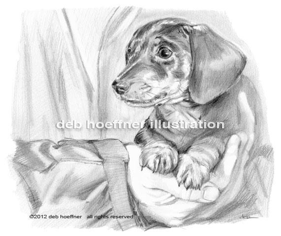 black and white illustration of dachshund puppy for book