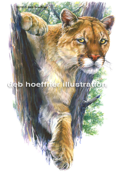 Mountain Lion art and illustration by deb hoeffner