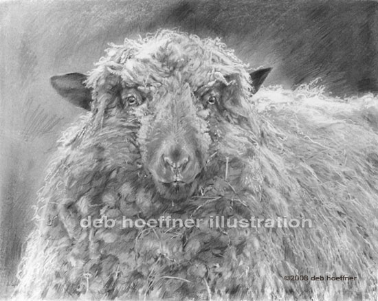 farm animals sheep art illustration by talented illustrator and artist