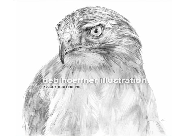 hawk drawing portrait of red-tailed hawk