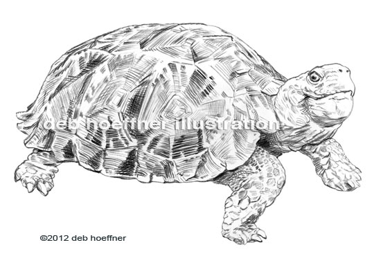 endangered animal turtle drawing