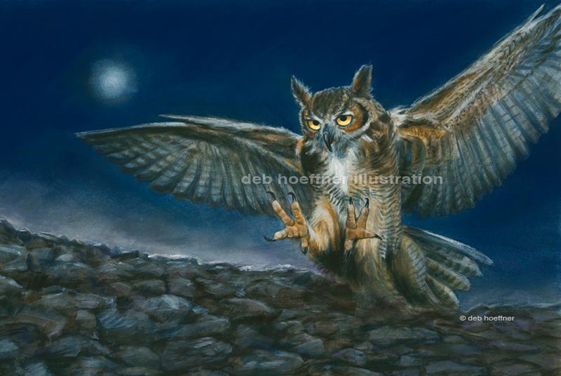 night owl illustration deb hoeffner