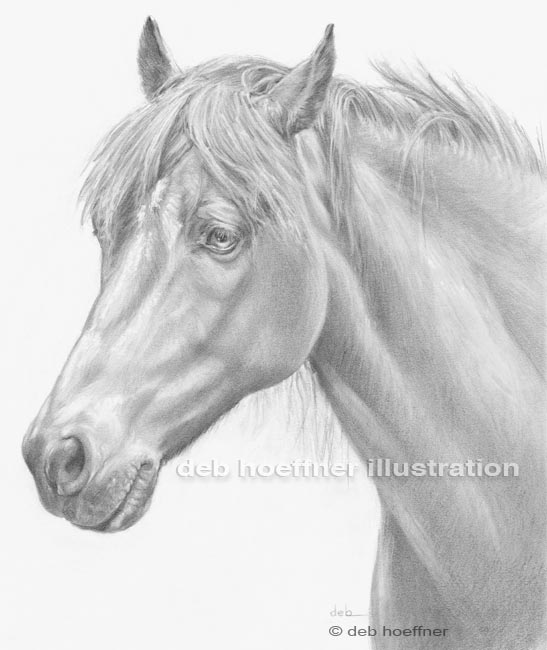 arabian horse drawing