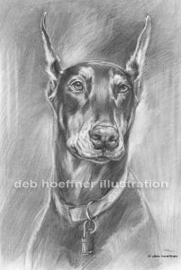 pencil drawing doberman