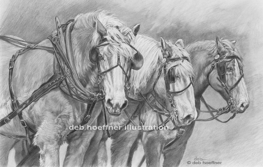 draft horse sketch