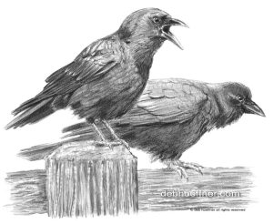 messenger crows