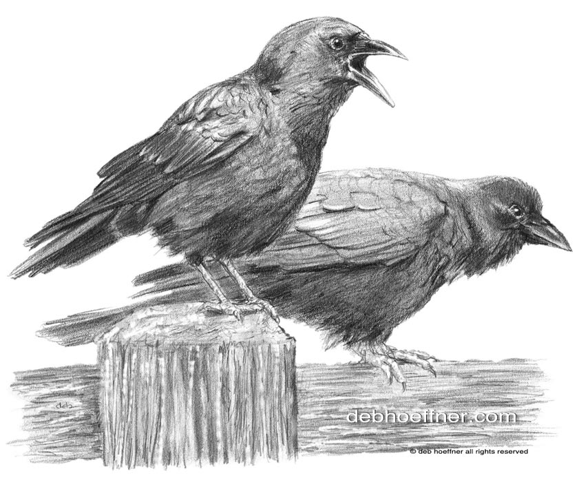 messenger crows